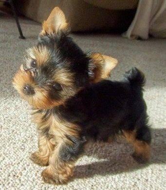Puppy 2